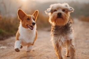 How Dog Boarding Can Benefit Both You and Your Dog